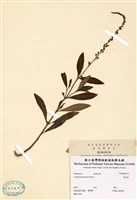 藏品(星宿菜)的圖片